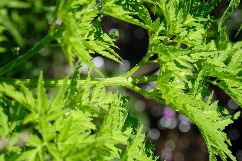 Afroligusticum thodei photo 3