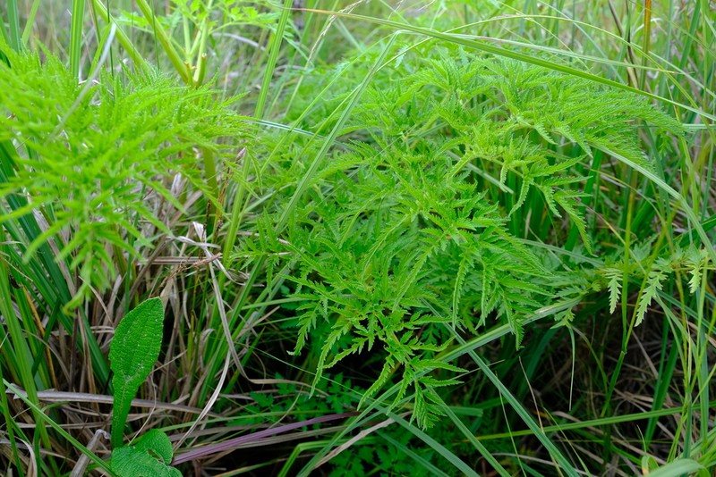 Afroligusticum thodei photo 4