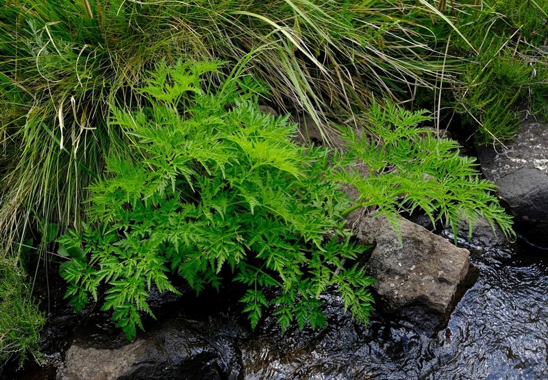 Afroligusticum thodei photo 5