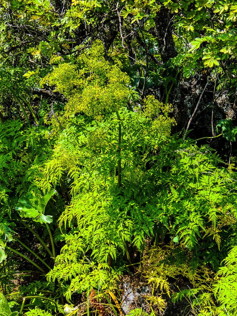 Afroligusticum thodei photo 6