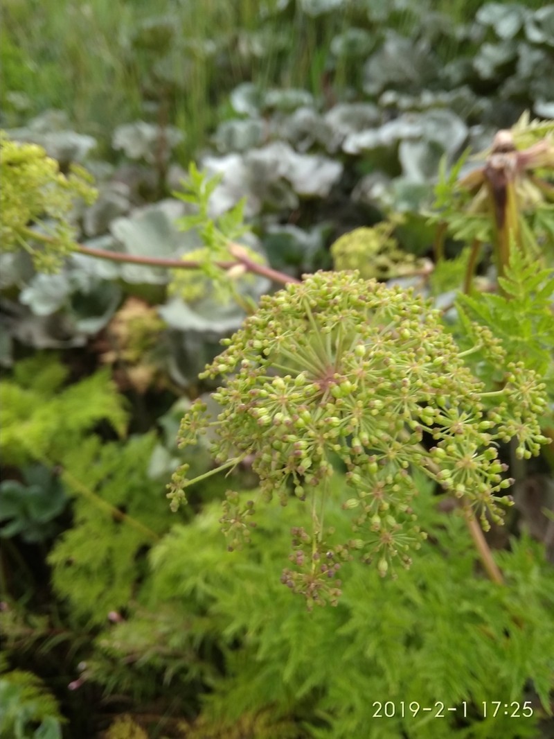 Afroligusticum thodei photo 7