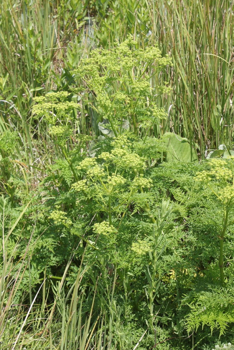 Afroligusticum thodei photo 8