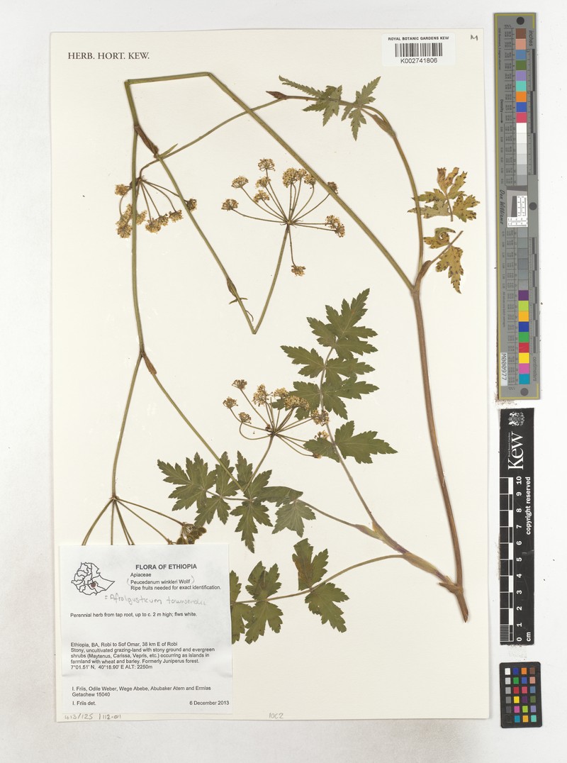 Afroligusticum townsendii