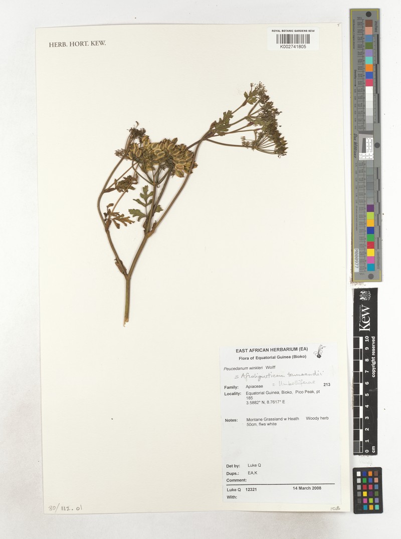 Afroligusticum townsendii photo 2