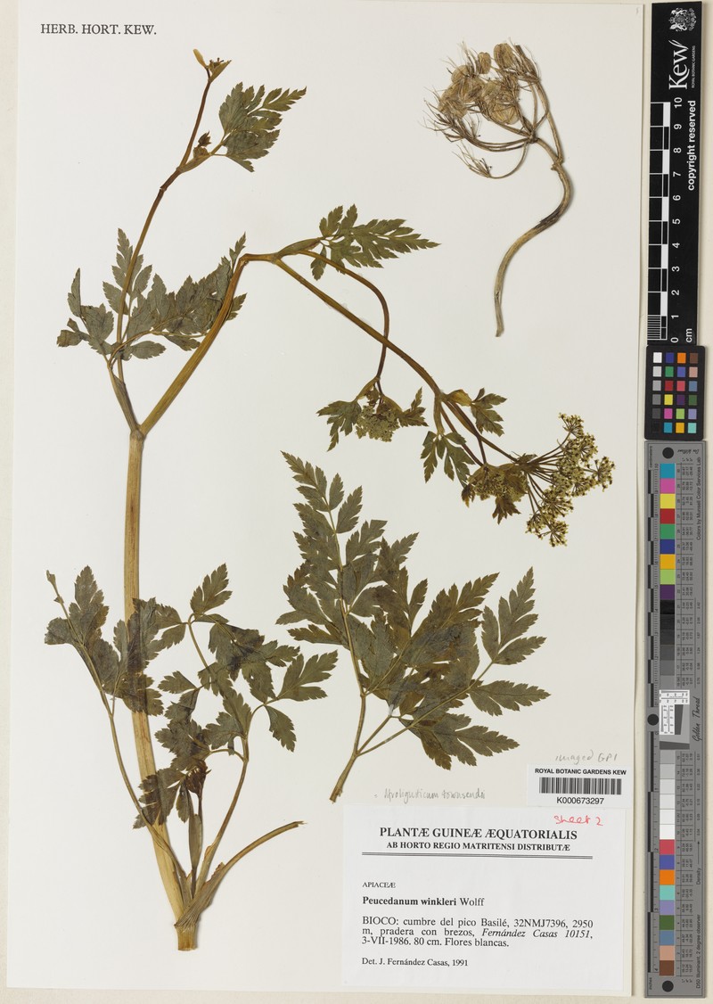 Afroligusticum townsendii photo 3