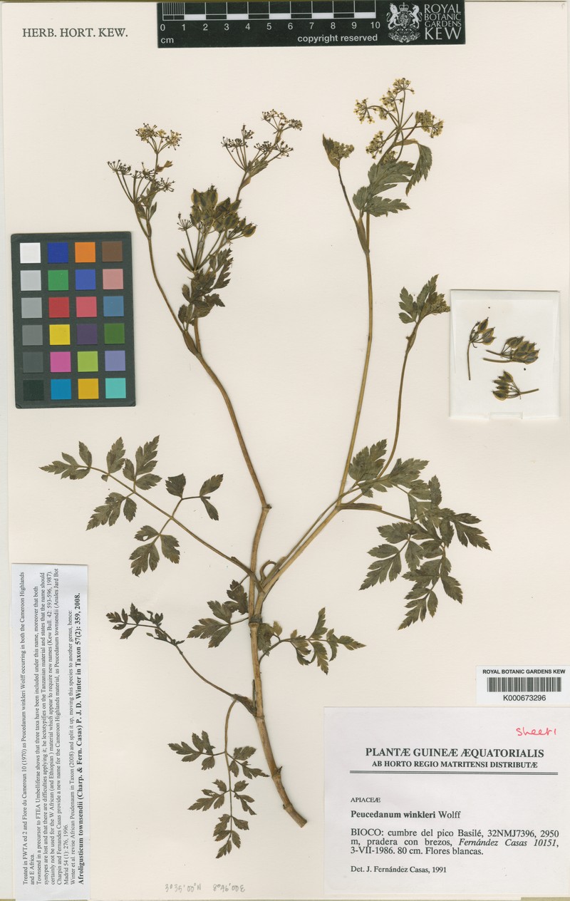 Afroligusticum townsendii photo 4