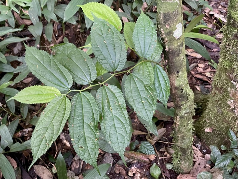 Afromorus mesozygia photo 2
