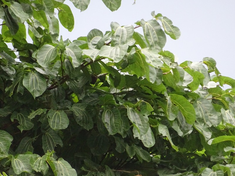 Afromorus mesozygia photo 3