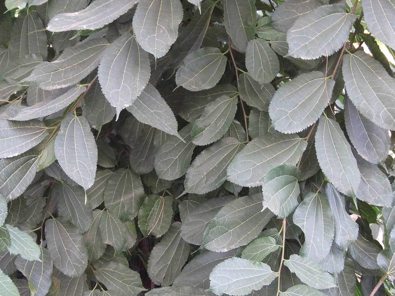Afromorus mesozygia photo 4