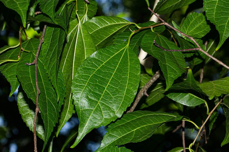 Afromorus mesozygia photo 6
