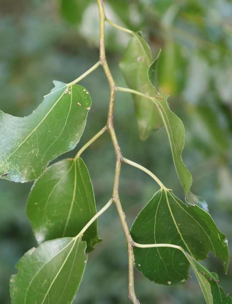 Afromorus mesozygia photo 7
