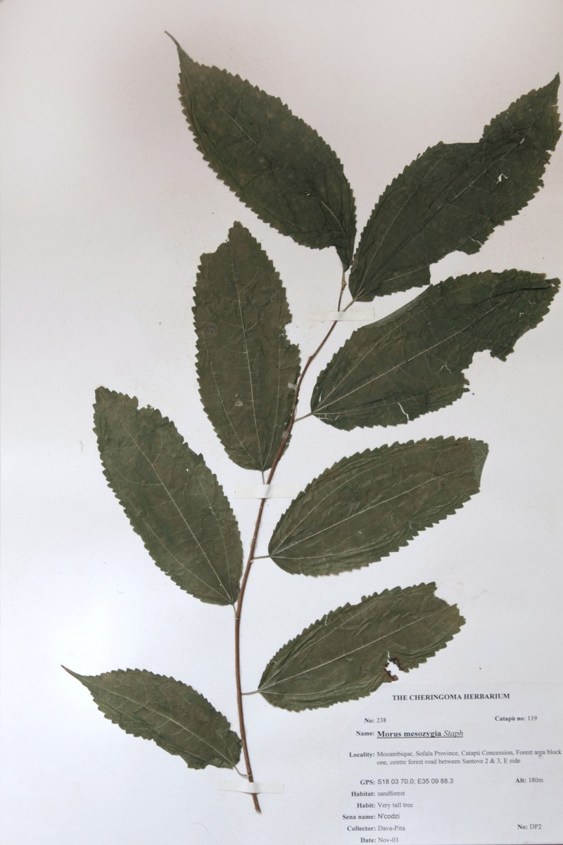 Afromorus mesozygia photo 8