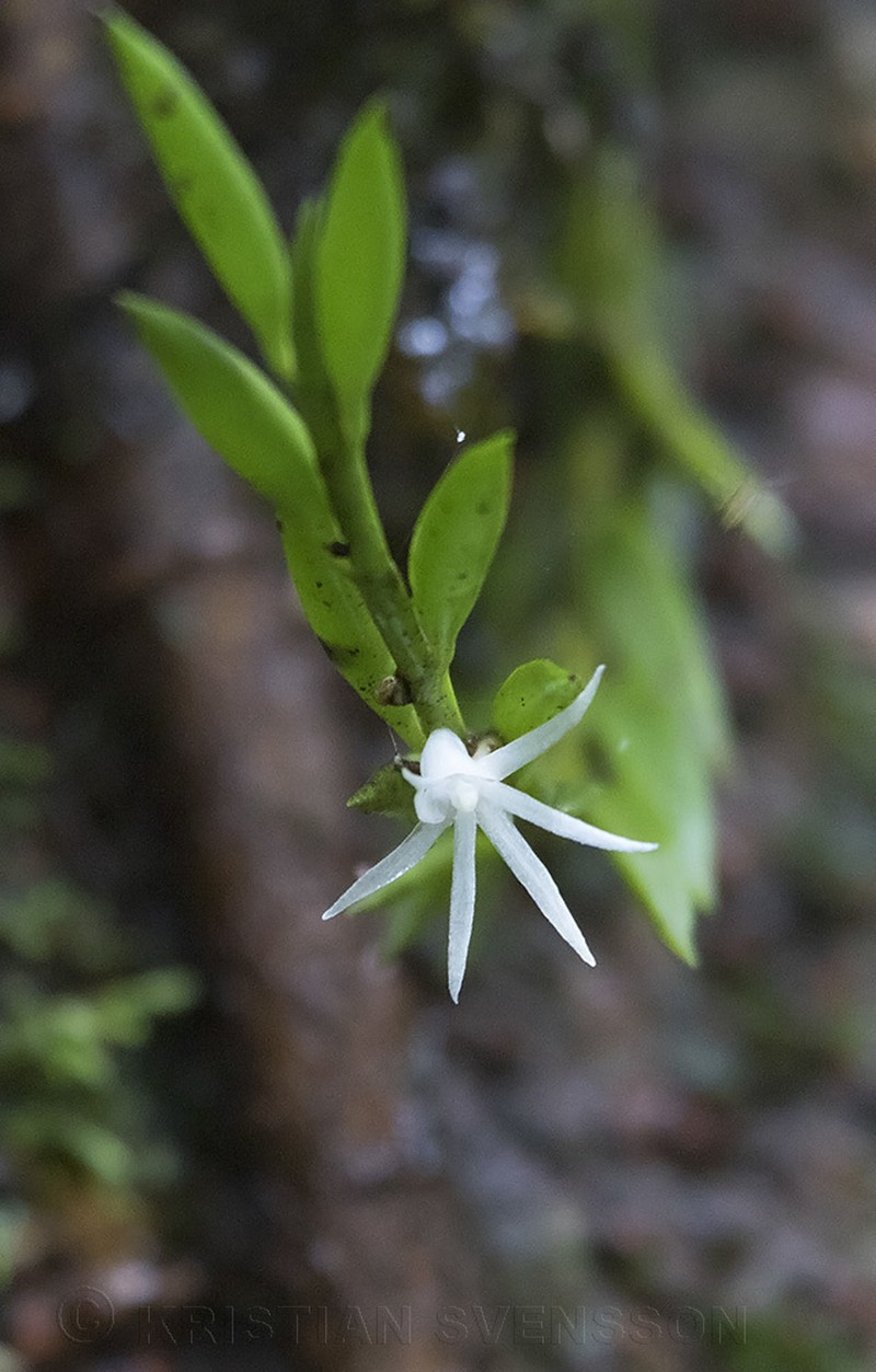 Afropectinariella doratophylla