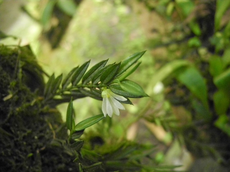 Afropectinariella gabonensis photo 2