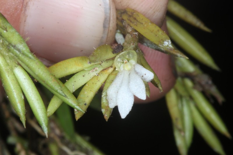 Afropectinariella gabonensis photo 3
