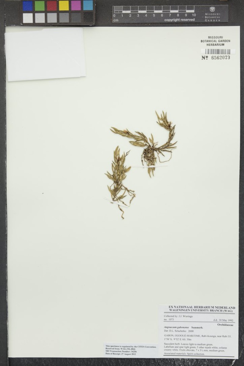 Afropectinariella gabonensis photo 4