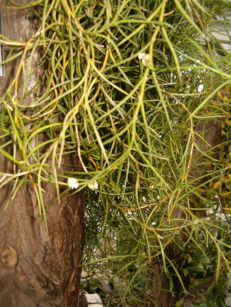 Afropectinariella pungens