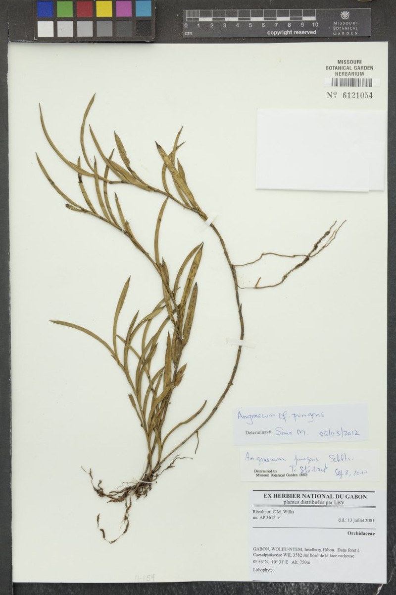 Afropectinariella pungens photo 2