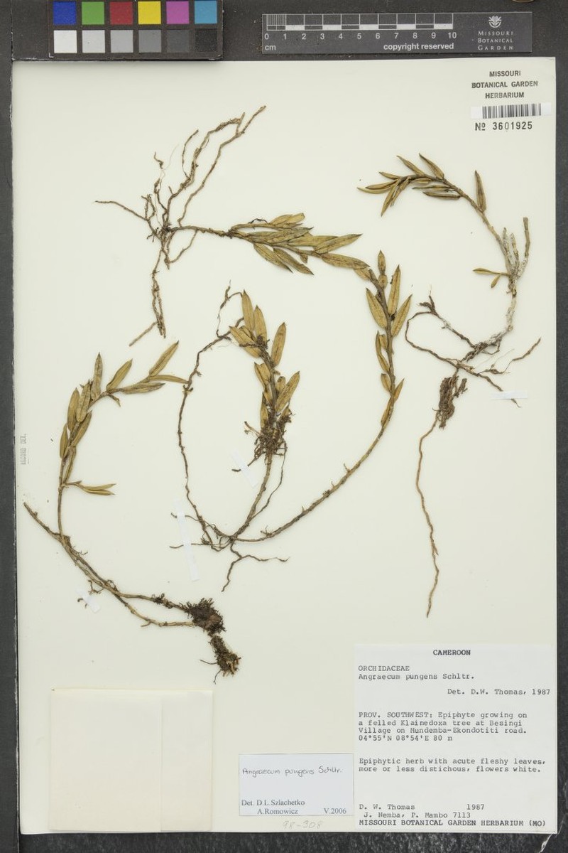 Afropectinariella pungens photo 3