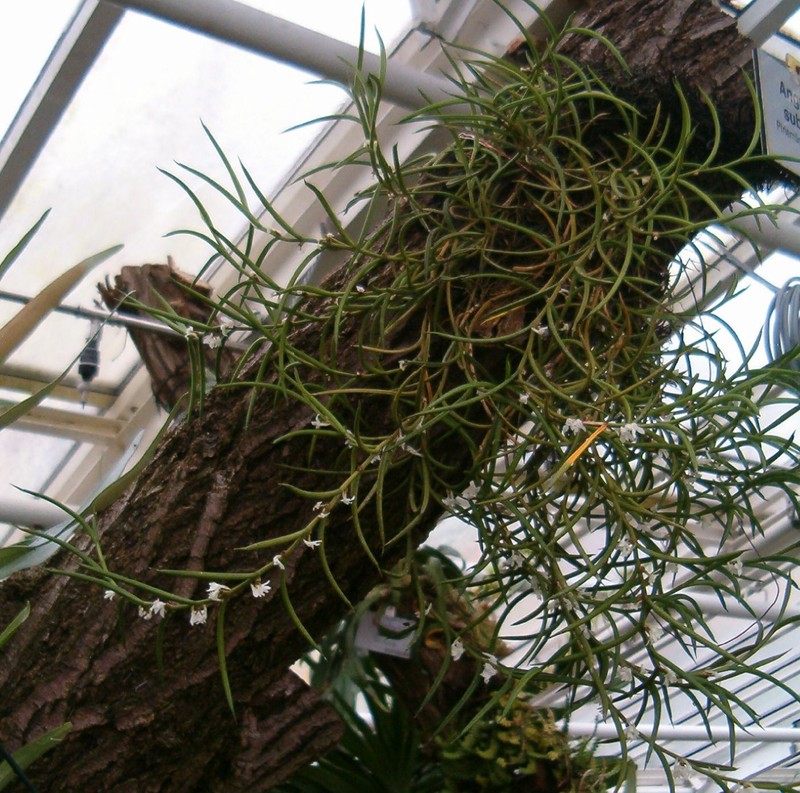 Afropectinariella subulata