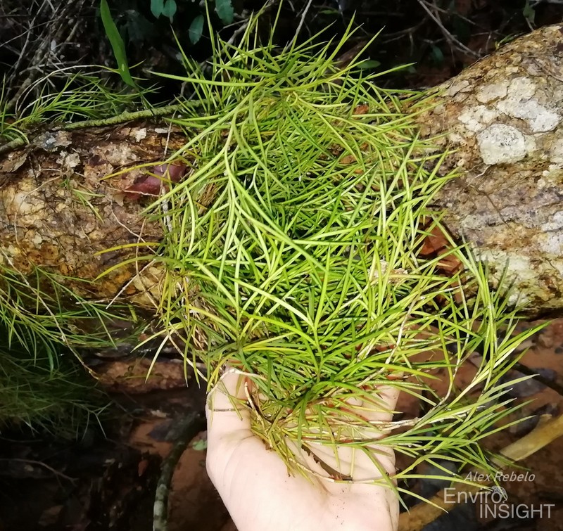 Afropectinariella subulata photo 2