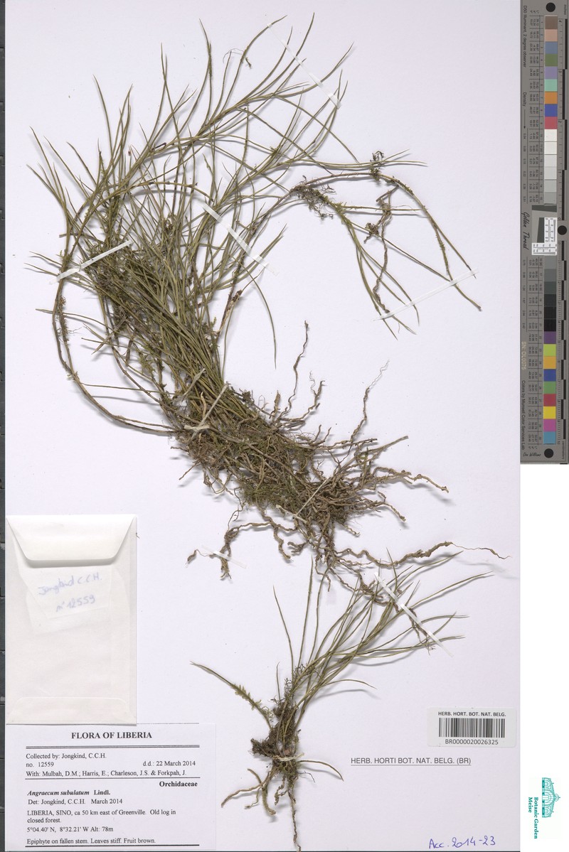 Afropectinariella subulata photo 4
