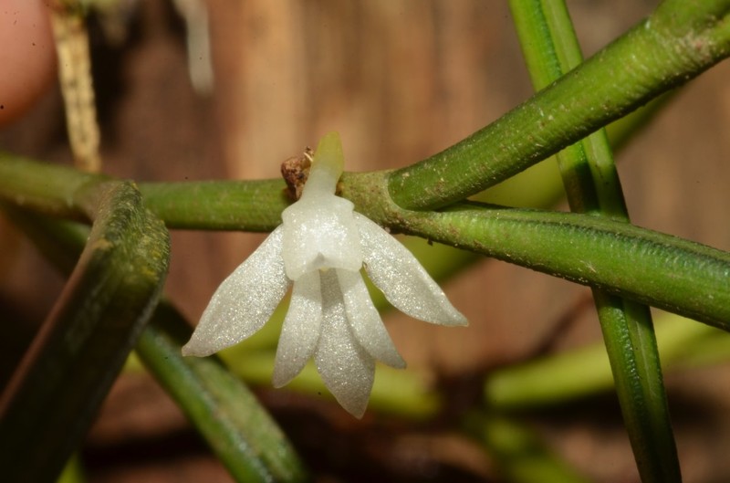 Afropectinariella subulata photo 5