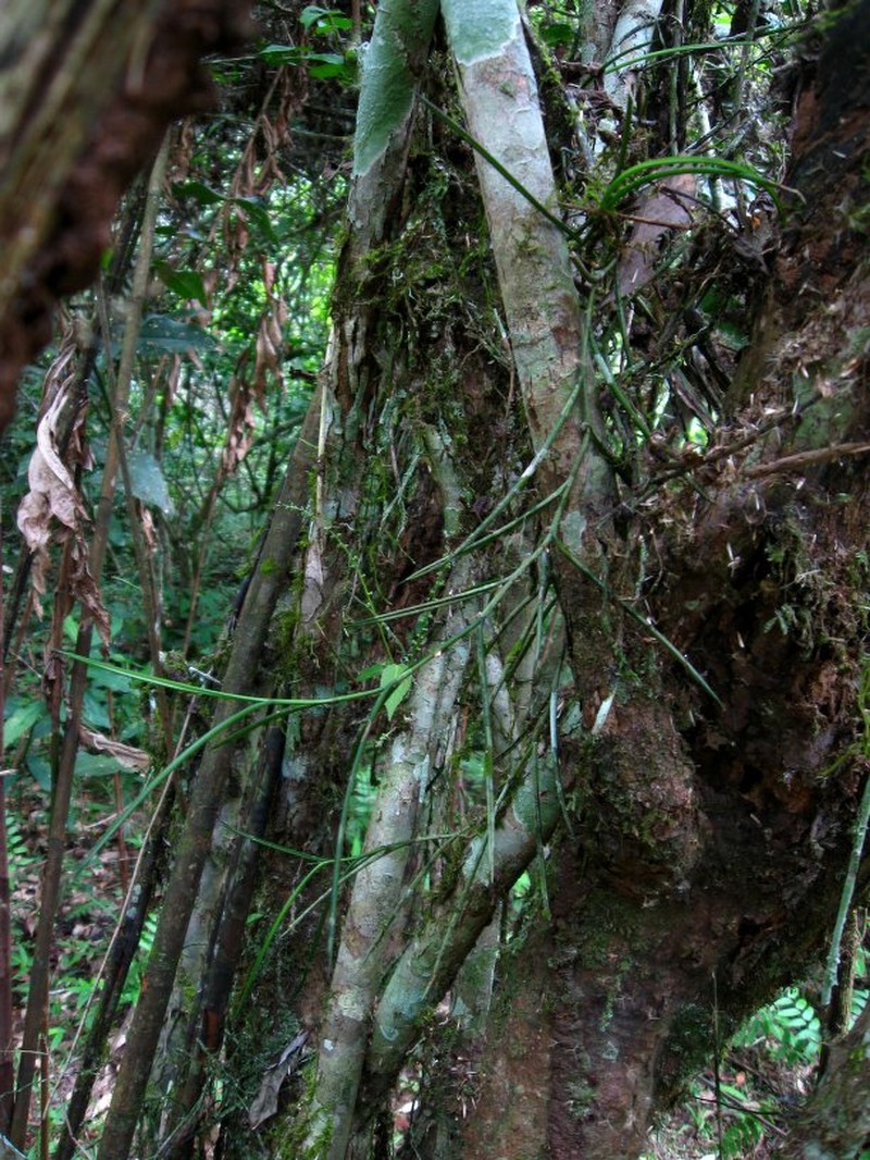 Afropectinariella subulata photo 6