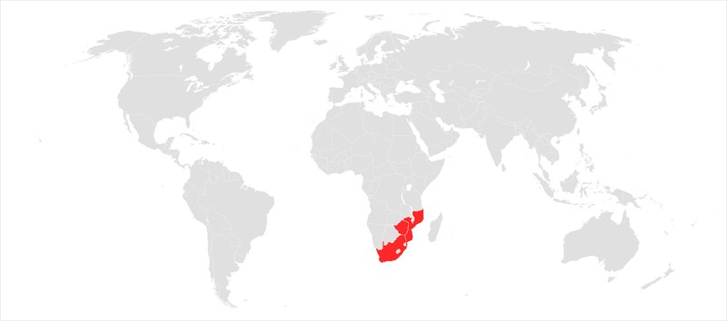 Afroqueta capensis