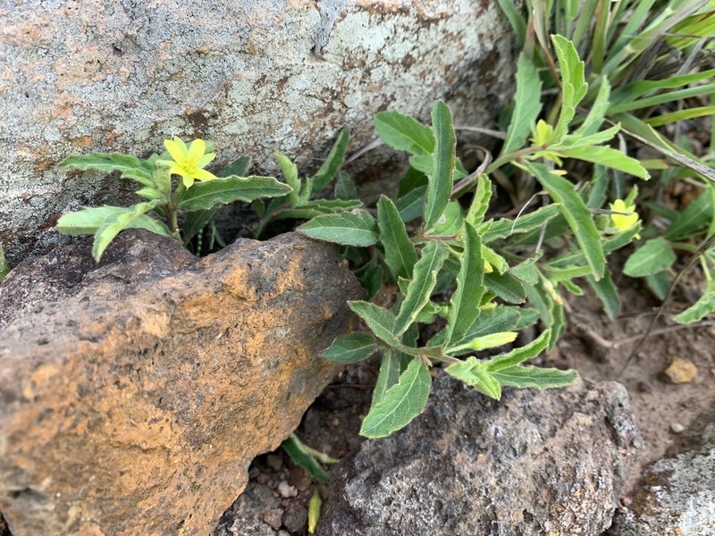 Afroqueta capensis photo 2