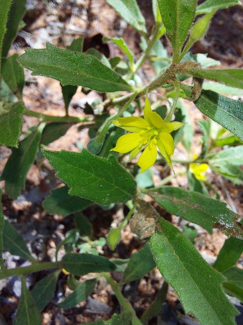 Afroqueta capensis photo 3
