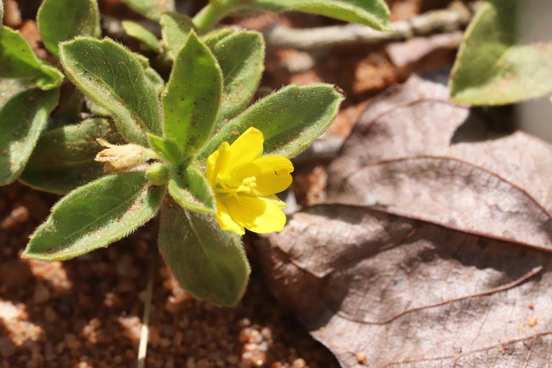 Afroqueta capensis photo 4