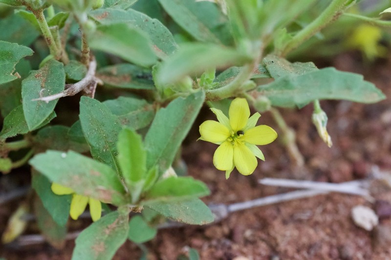 Afroqueta capensis photo 5