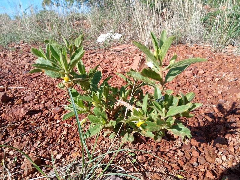 Afroqueta capensis photo 6
