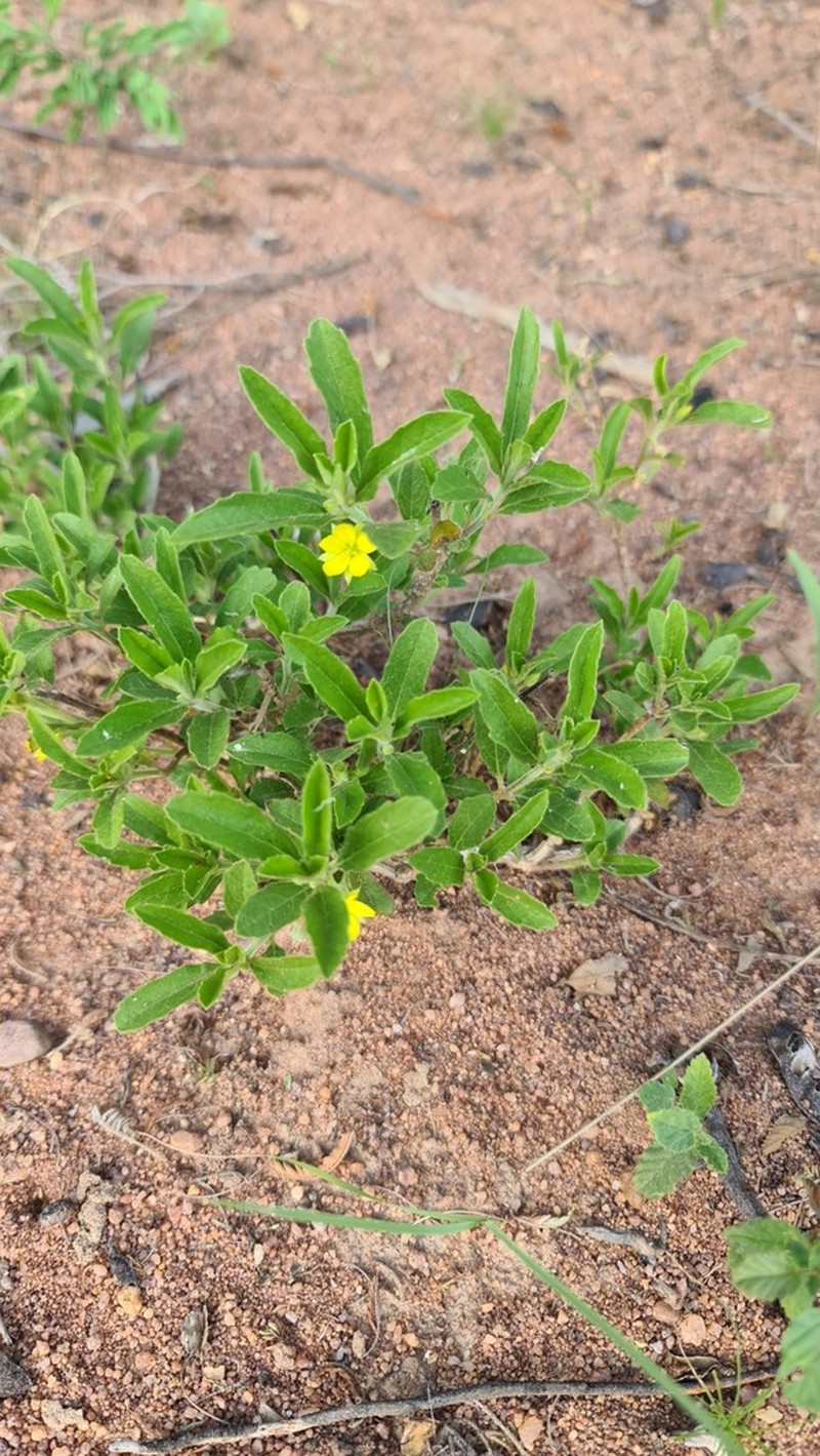 Afroqueta capensis photo 7
