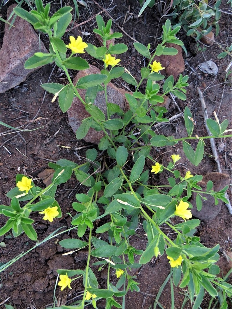 Afroqueta capensis photo 8