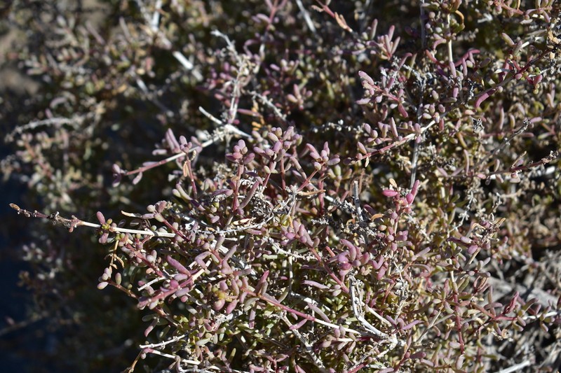 Afrosalsola divaricata