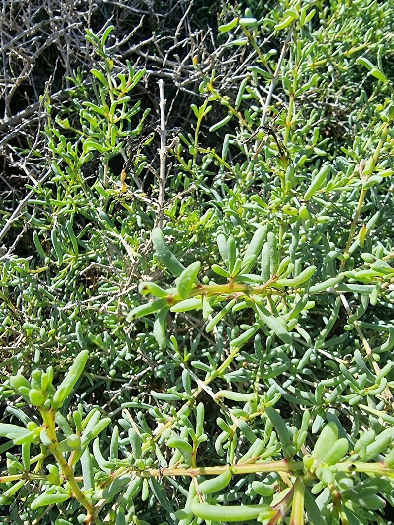 Afrosalsola divaricata photo 2