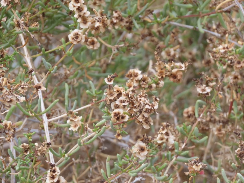 Afrosalsola divaricata photo 3
