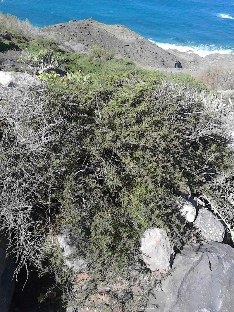 Afrosalsola divaricata photo 4