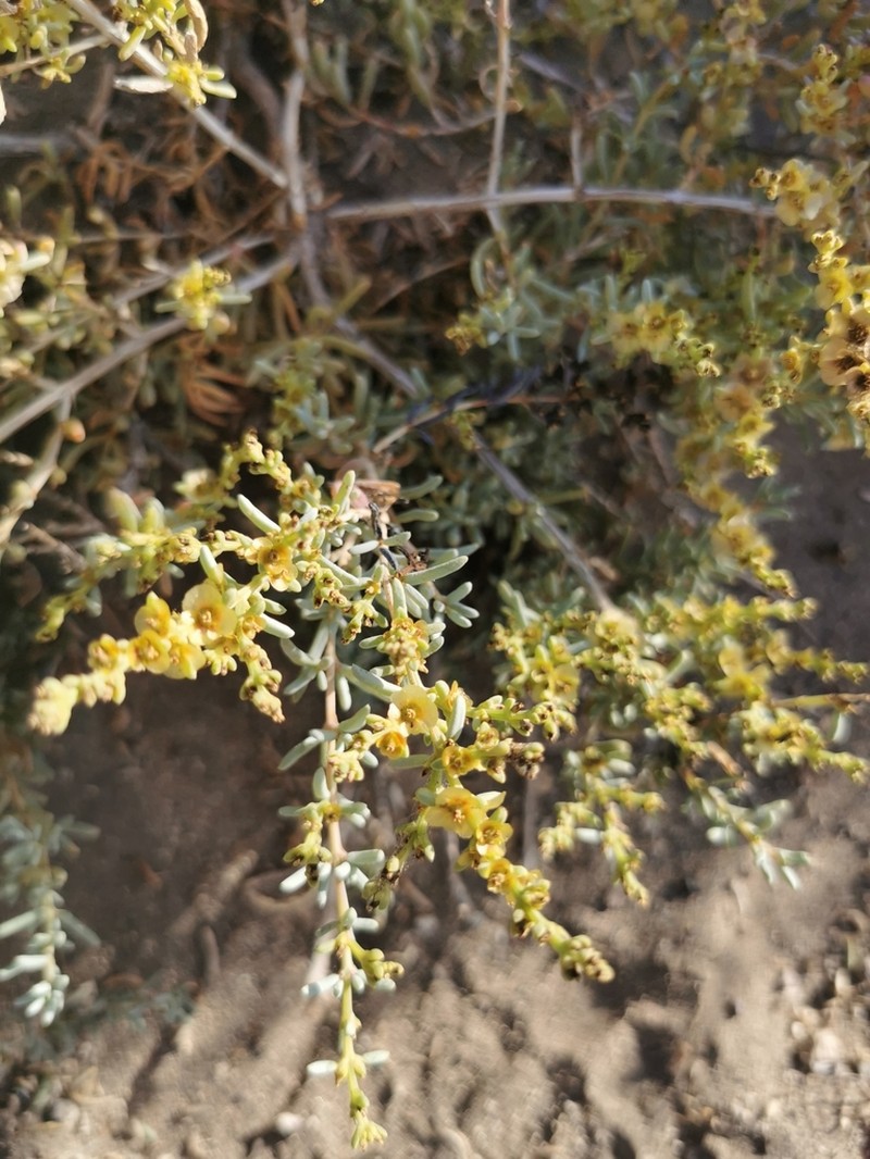 Afrosalsola divaricata photo 5