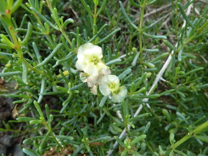 Afrosalsola divaricata photo 6