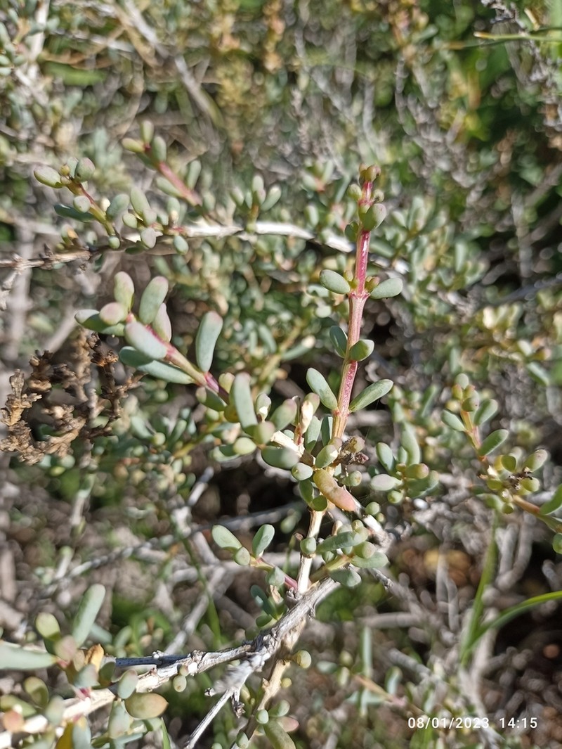 Afrosalsola divaricata photo 7