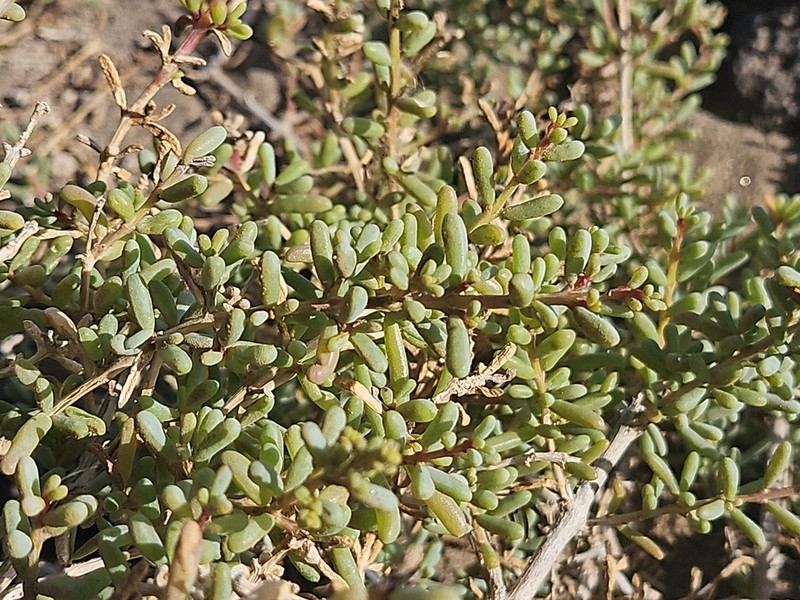 Afrosalsola divaricata photo 8