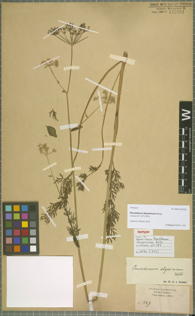 Afrosciadium abyssinicum