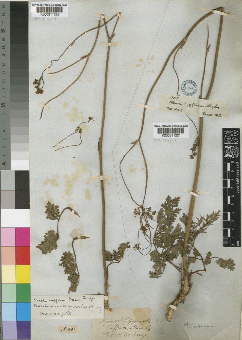 Afrosciadium afrum
