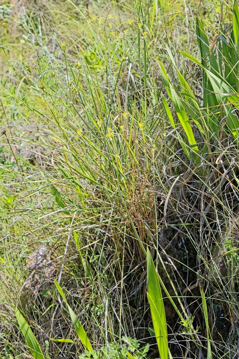 Afrosciadium afrum photo 4