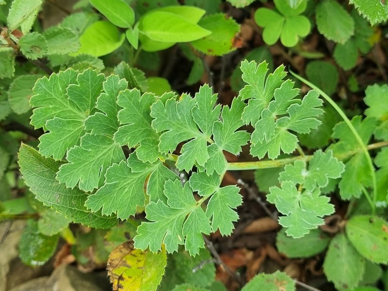 Afrosciadium afrum photo 5