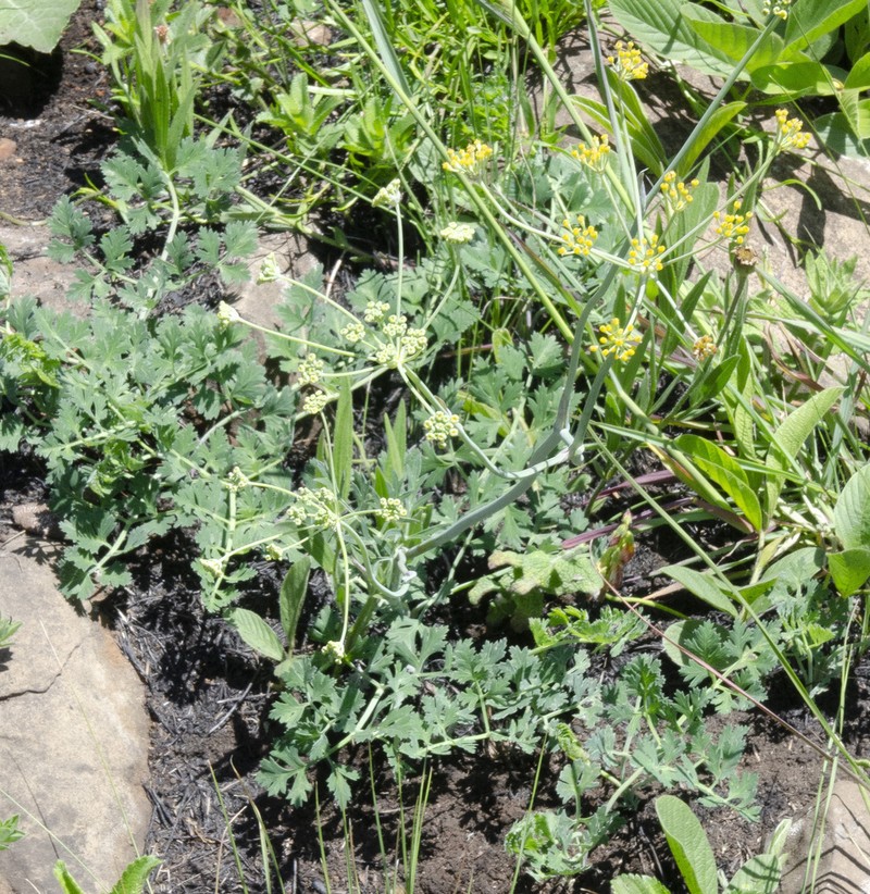 Afrosciadium afrum photo 6