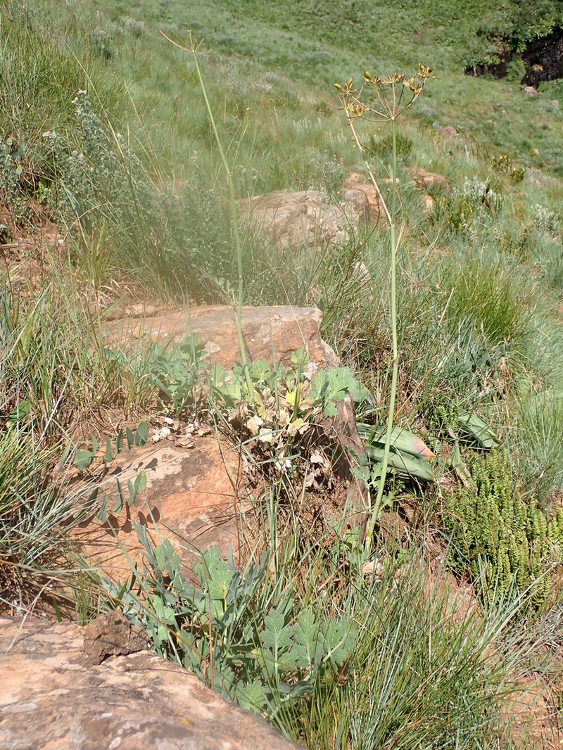 Afrosciadium afrum photo 7